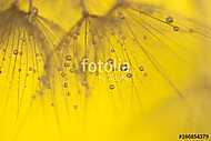 Abstract macro of dandelion with water drops. Gold drops on dand vászonkép, poszter vagy falikép