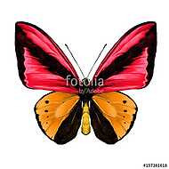butterfly symmetric top view of orange and red colors, sketch ve vászonkép, poszter vagy falikép
