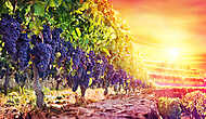 Érett szőlő a szőlőben a naplementében - szüret vászonkép, poszter vagy falikép