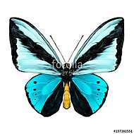 butterfly symmetric top view of light blue and blue colors, sket vászonkép, poszter vagy falikép