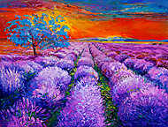 Lavender mezők vászonkép, poszter vagy falikép