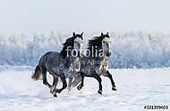 Galambszürke lovak a hóban vászonkép, poszter vagy falikép