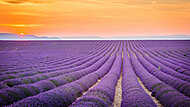 Valensole, Provence, Franciaország. Lavender mező tele lila flow vászonkép, poszter vagy falikép