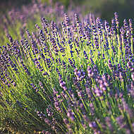 Lavender vászonkép, poszter vagy falikép