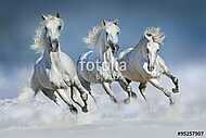 Három fehér ló galopp a hóban vászonkép, poszter vagy falikép
