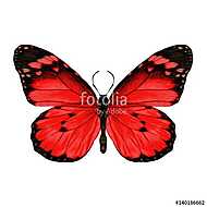 butterfly with open wings top view, the symmetrical drawing, gra vászonkép, poszter vagy falikép