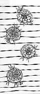 Fekete-fehér rózsák rajz.jpg vászonkép, poszter vagy falikép