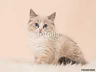 Nagyon puha rongybaba kislány macska cica ül a kamerával szemben vászonkép, poszter vagy falikép