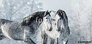 Két telivér szürke ló a téli erdőben. vászonkép, poszter vagy falikép