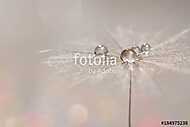Silvery drops of dew on a dandelion seed. Macro of a dandy on a vászonkép, poszter vagy falikép