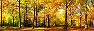 Őszi erdők panoráma az arany napsütésben vászonkép, poszter vagy falikép