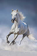 Ló a hóban vászonkép, poszter vagy falikép