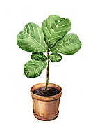 Ficus Lyre in clay flowerpot. vászonkép, poszter vagy falikép