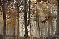 őszi erdő a ködben vászonkép, poszter vagy falikép