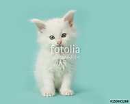 Fehér fõszálas baba macska ül a kék fényképezõgépen vászonkép, poszter vagy falikép
