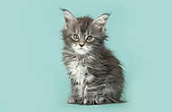 Aranyos füles baba macska, kék háttér vászonkép, poszter vagy falikép