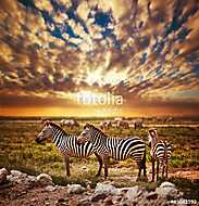 Zebrák állománya az afrikai savannal a naplementében. Safari a S vászonkép, poszter vagy falikép