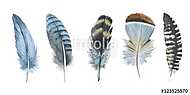 Watercolor bird feather from wing isolated. Aquarelle feather fo vászonkép, poszter vagy falikép
