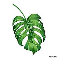 Watercolor painting tropical green leaves,palm leaf isolated on vászonkép, poszter vagy falikép