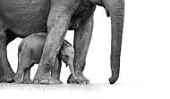 Elefánt kicsinyével vászonkép, poszter vagy falikép