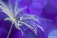 Dandelion macro with drops of dew on the ultra violet background vászonkép, poszter vagy falikép