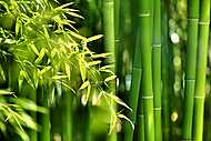 Bambusz erdő vászonkép, poszter vagy falikép