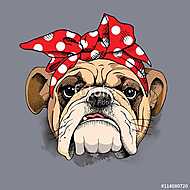 Bulldog portrait in a headband. Vector illustration. vászonkép, poszter vagy falikép