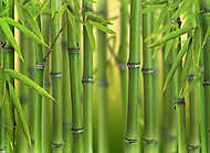 Bambuszcsírák erdeje vászonkép, poszter vagy falikép