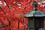 Japán kert ősszel, őszi levelek vászonkép, poszter vagy falikép