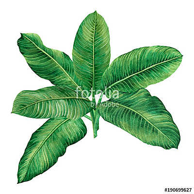 Watercolor painting green leaves,palm leaf isolated on white bac (keretezett kép) - vászonkép, falikép otthonra és irodába