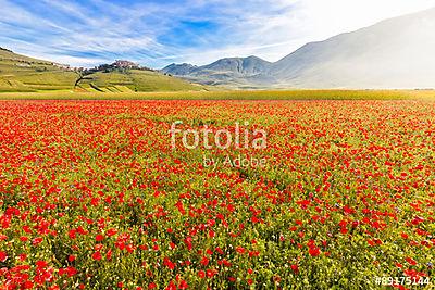 Virágzás a Piano Grande-ban Castelluccio-val, Umbria, Olaszorszá (fotótapéta) - vászonkép, falikép otthonra és irodába