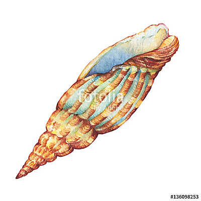 Illustrations of  sea shell. Marine design. Hand drawn watercolo (keretezett kép) - vászonkép, falikép otthonra és irodába