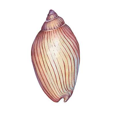 Illustrations of  sea shell. Marine design. Hand drawn watercolo (fotótapéta) - vászonkép, falikép otthonra és irodába