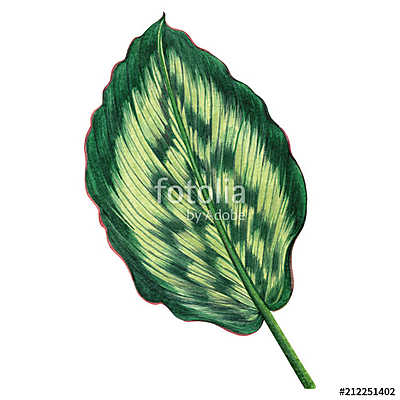 Watercolor painting green leaves,palm leaf isolated on white bac (poszter) - vászonkép, falikép otthonra és irodába