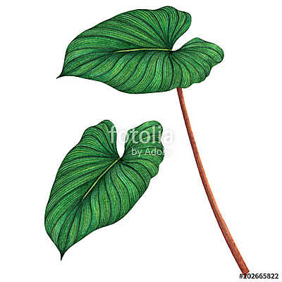 Watercolor painting green leaves,palm leaf isolated on white bac (többrészes kép) - vászonkép, falikép otthonra és irodába