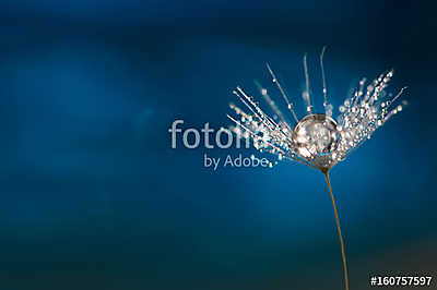 Dandelion with a drop of water. A beautiful macro seed of a dand (keretezett kép) - vászonkép, falikép otthonra és irodába
