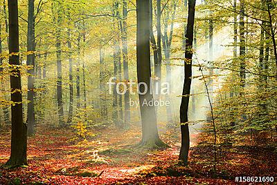 Forest (többrészes kép) - vászonkép, falikép otthonra és irodába