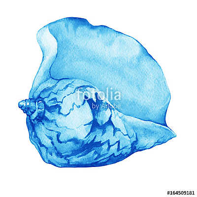 Illustrations of blue sea shells. Marine design. Hand drawn wate (keretezett kép) - vászonkép, falikép otthonra és irodába