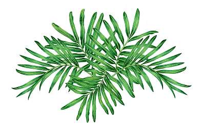 Watercolor painting fern,tropical,green leaves,palm leaf isolate (bögre) - vászonkép, falikép otthonra és irodába