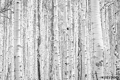 Black and white aspen trees make a natural background texture pa (fotótapéta) - vászonkép, falikép otthonra és irodába