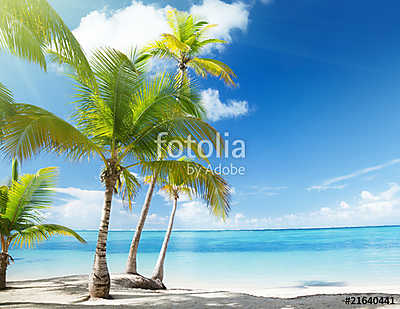 Caribbean sea and coconut palms (keretezett kép) - vászonkép, falikép otthonra és irodába