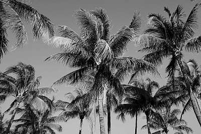 Black and White Palm Trees in South Beach, Miami (többrészes kép) - vászonkép, falikép otthonra és irodába