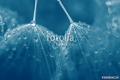 Seeds of dandelion close-up with drops of water in blue. (bögre) - vászonkép, falikép otthonra és irodába
