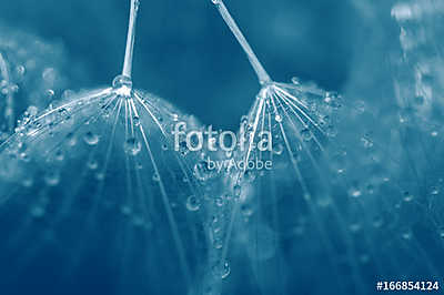 Seeds of dandelion close-up with drops of water in blue. (vászonkép óra) - vászonkép, falikép otthonra és irodába