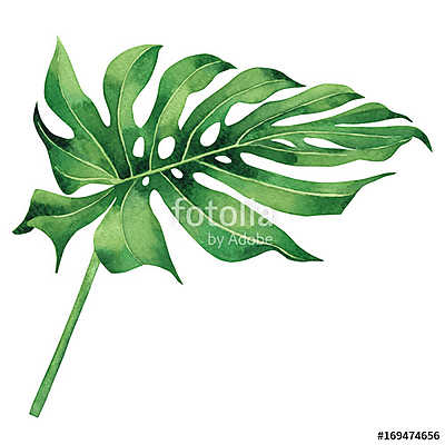 Watercolor painting tropical,palm leaf,green leaves isolated on  (többrészes kép) - vászonkép, falikép otthonra és irodába