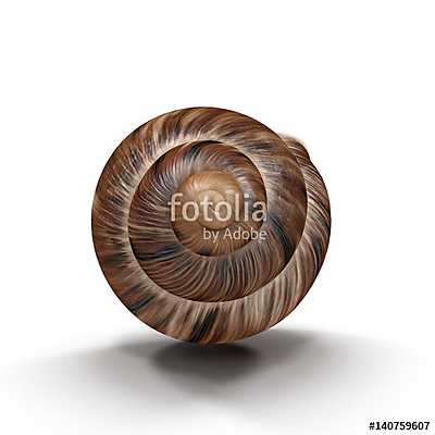 Marginata Shell on white. 3D illustration (bögre) - vászonkép, falikép otthonra és irodába