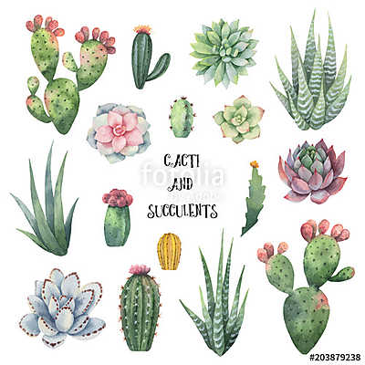 Watercolor vector set of cacti and succulent plants isolated on  (fotótapéta) - vászonkép, falikép otthonra és irodába