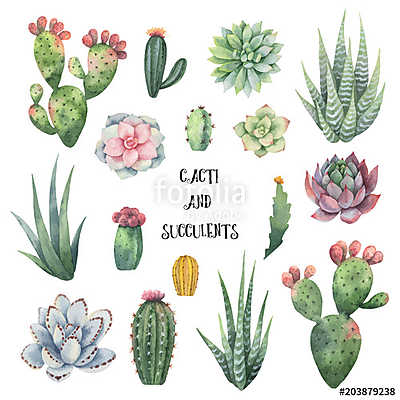 Watercolor vector set of cacti and succulent plants isolated on  (többrészes kép) - vászonkép, falikép otthonra és irodába