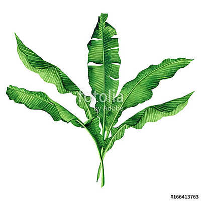 Watercolor painting green leaves isolated on white background.Wa (poszter) - vászonkép, falikép otthonra és irodába