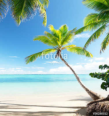 palms on Caribbean beach (keretezett kép) - vászonkép, falikép otthonra és irodába